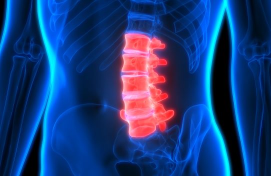 backbone