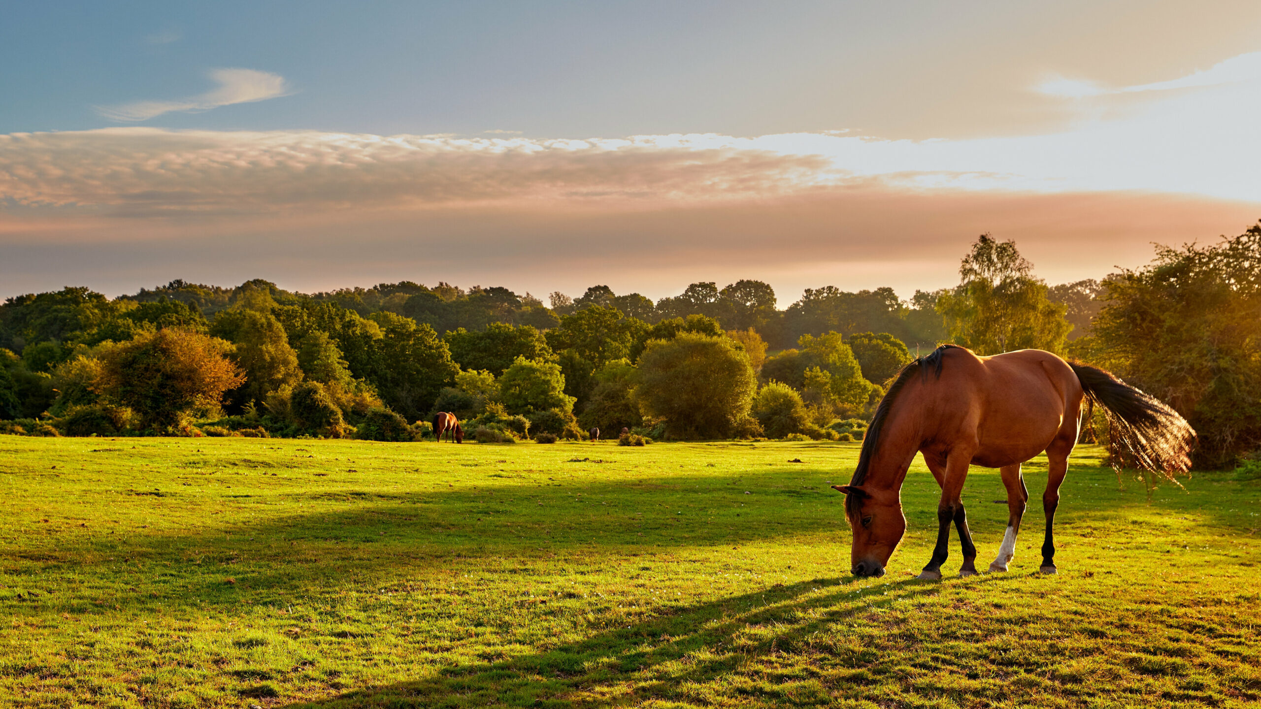 Horse grazing in a field at sunset, representing equine ownership and the need for legal protection supported by Temple Legal Protection’s insurance products.